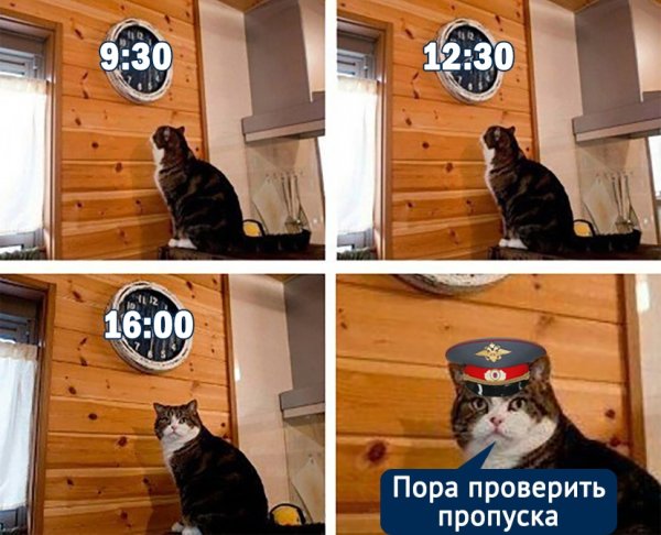 Мем кот пора