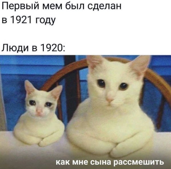 Самые популярные мемы с котом