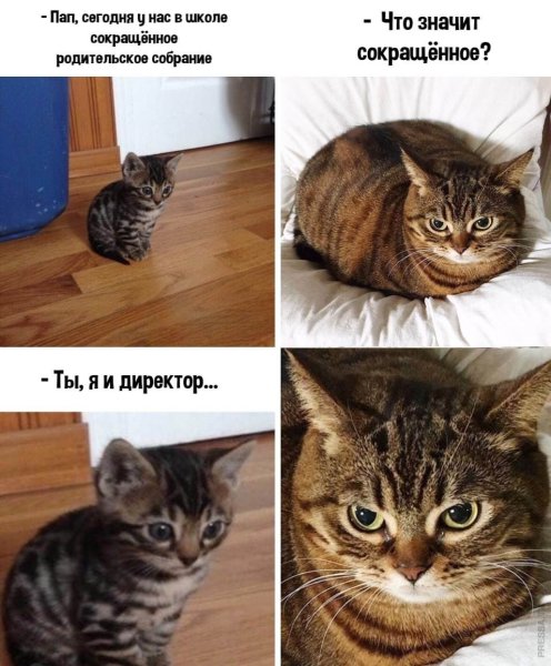 Смешные мемы с котами