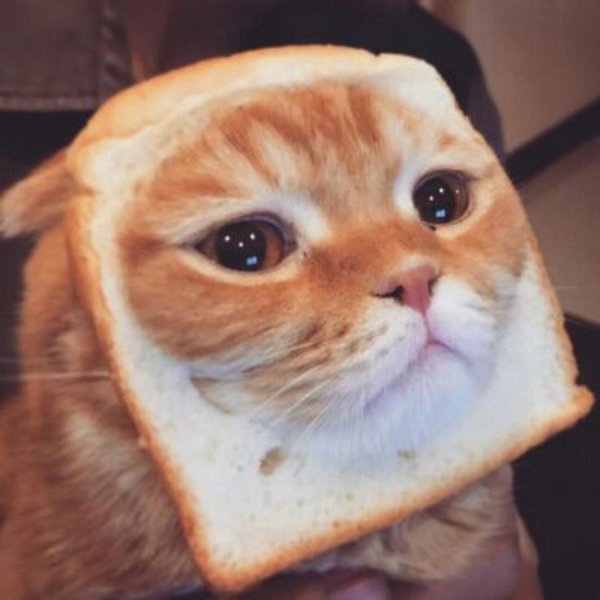 Котик в хлебушке милый
