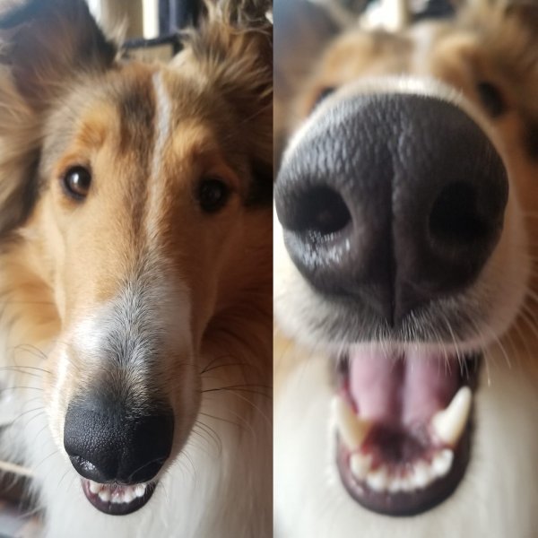 Собачье лицо близко к камере