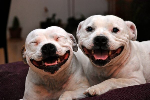 Собака ржет