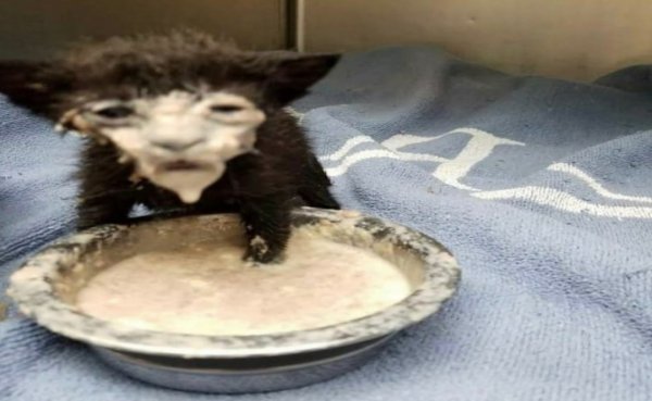Кот в миске с молоком