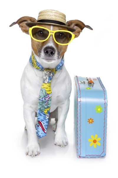 Джек-Рассел-терьер с кегой