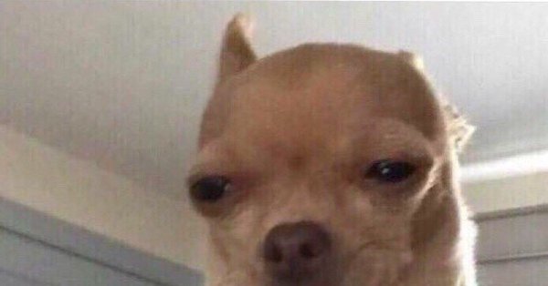 Мемы животные