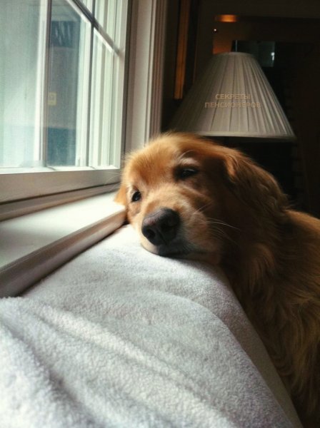 Собака ждет хозяина