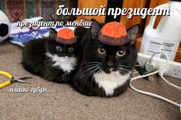 Кот поменьше