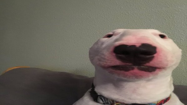 Белая собака Мем