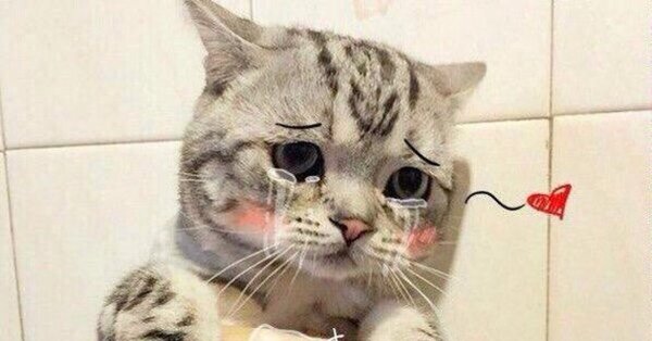 Котенок плачет