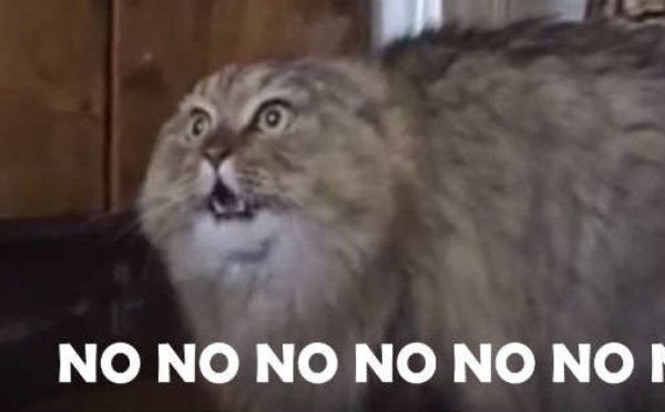 Кот ноу ноу