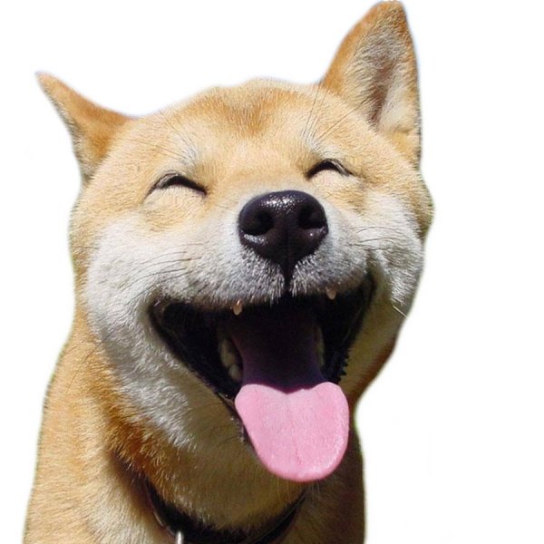 Акита ину Doge