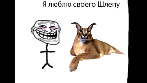 Шлепа кот мемы