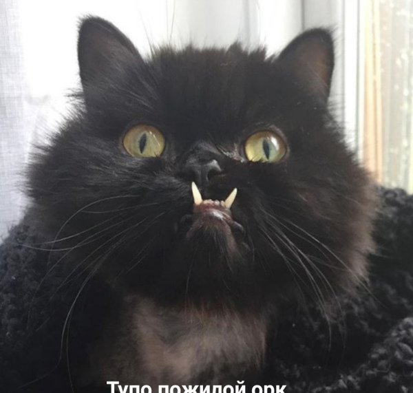 Кот орк локтар Огар