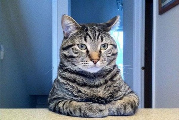 Кот нам надо серьезно поговорить