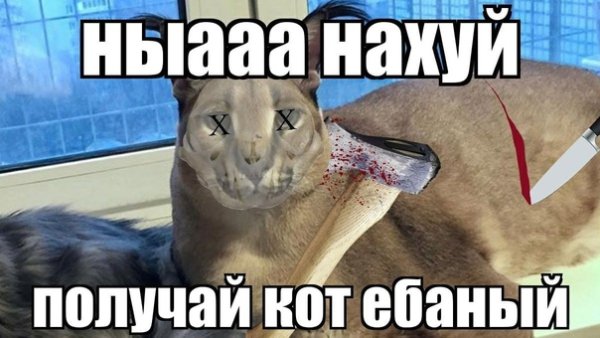 Шлёпа русский кот Мем