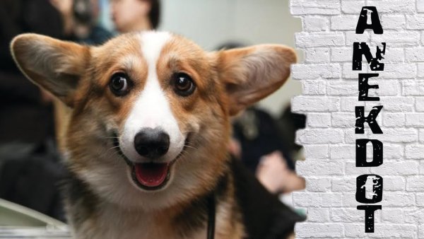 Корги демотиватор