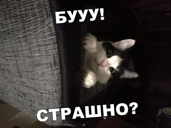 Мемы с котиками