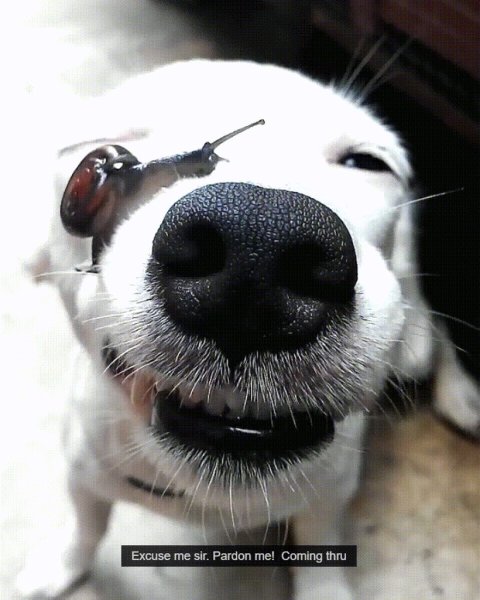 Улыбающиеся животные