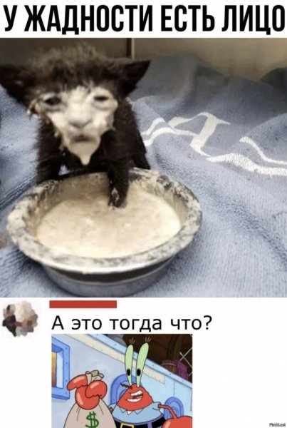 Смешной кот в сметане