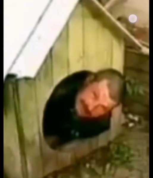 Григорий шитает сибя собакой