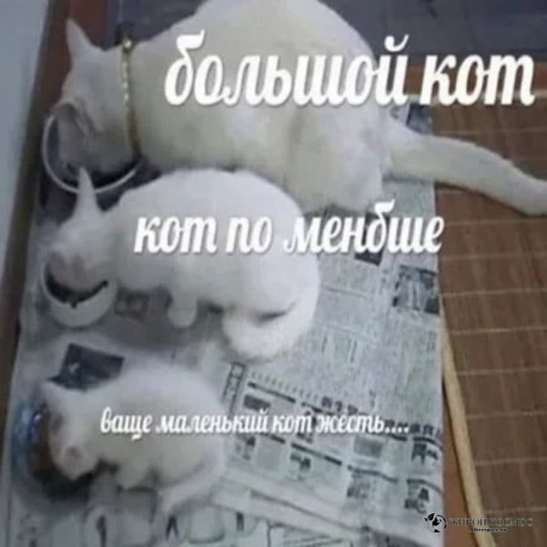 Кот поменьше Мем