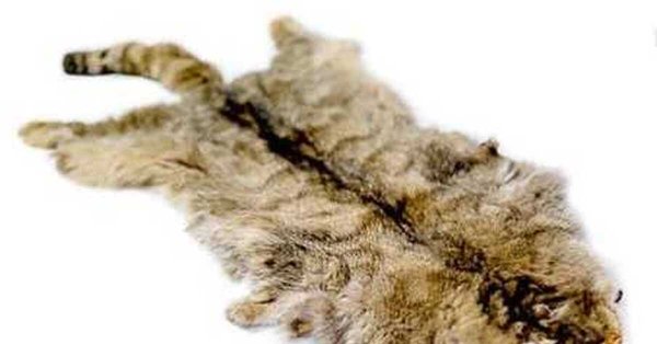 Кошачья шкурка