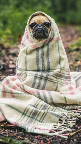 Закутанный в плед