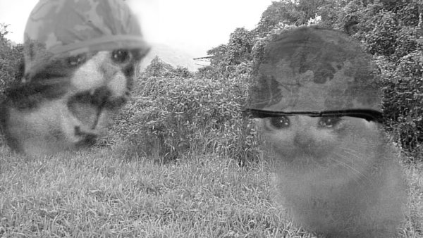 Кот флешбеки Вьетнам