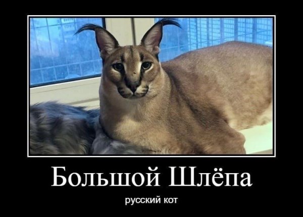 Шлепа русский кот