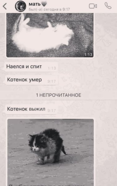 Ноевся и спит