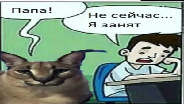 Шлепа кот мемы