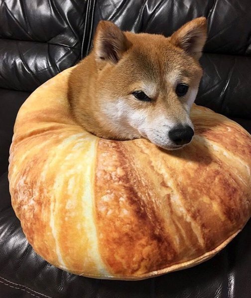 Шиба ину Doge