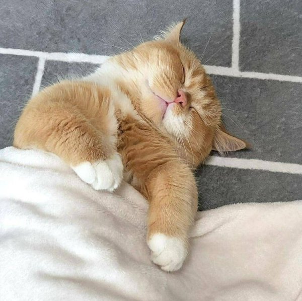 Спящие котики