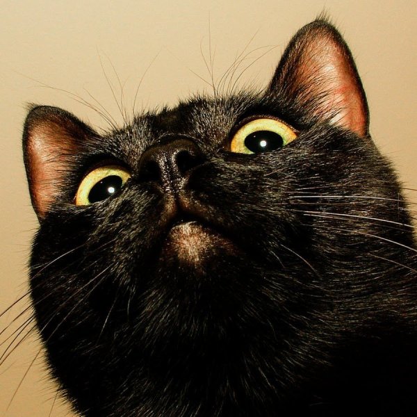 Черные коты