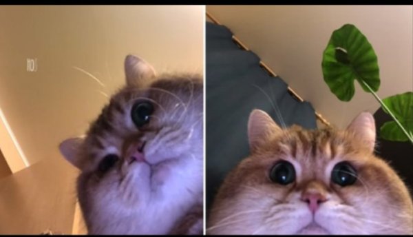 Коты фронталка