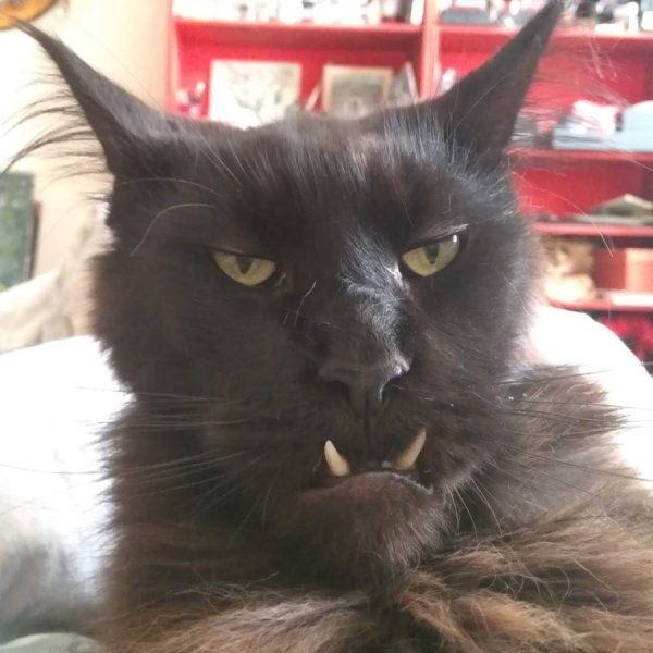 Черный кот с клыками