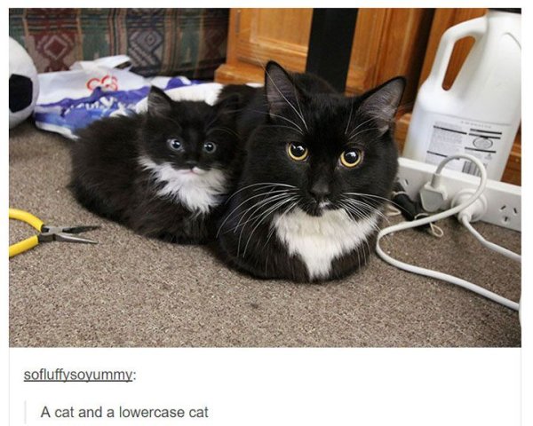 Кот поменьше плоскогубцы