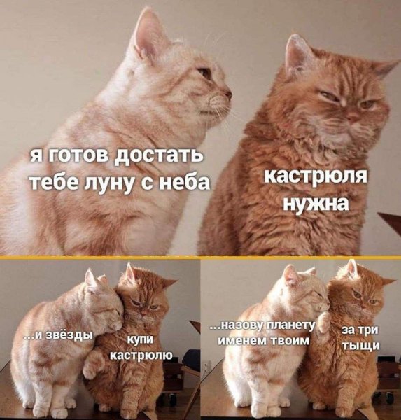 Котик Мем
