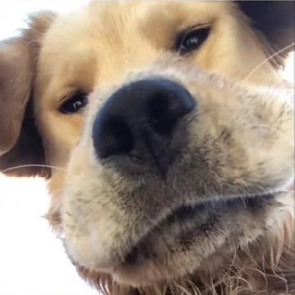 Селфи собаки