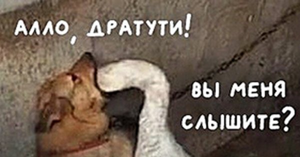 Алло Гусь в собаке