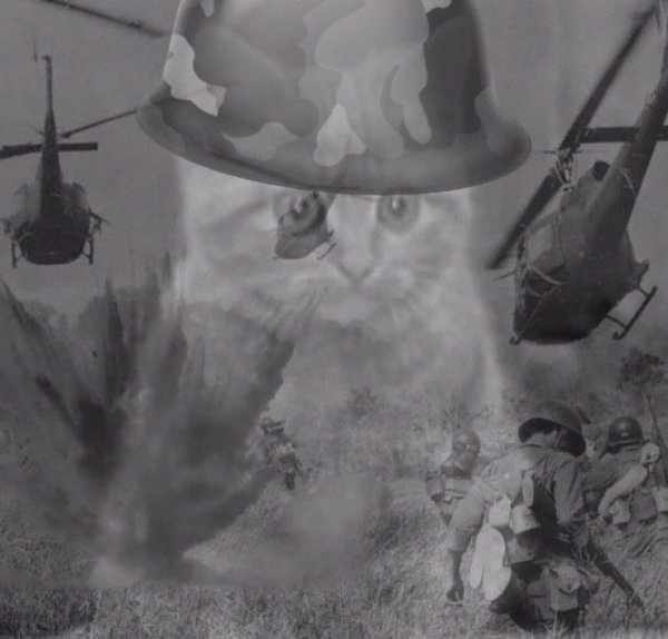 Кот флешбеки Вьетнам