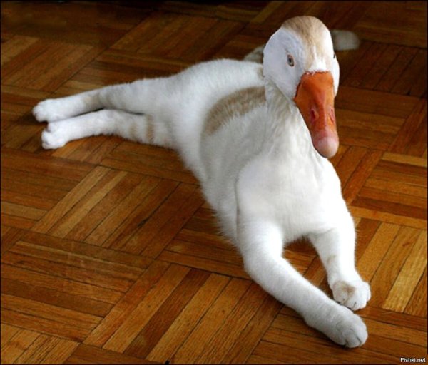 Кошка гуся