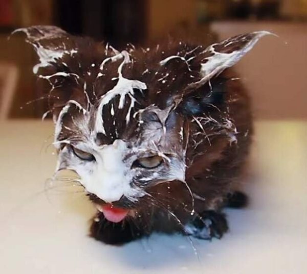 Кот в молоке