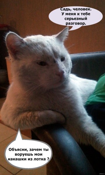 Смешные разговоры