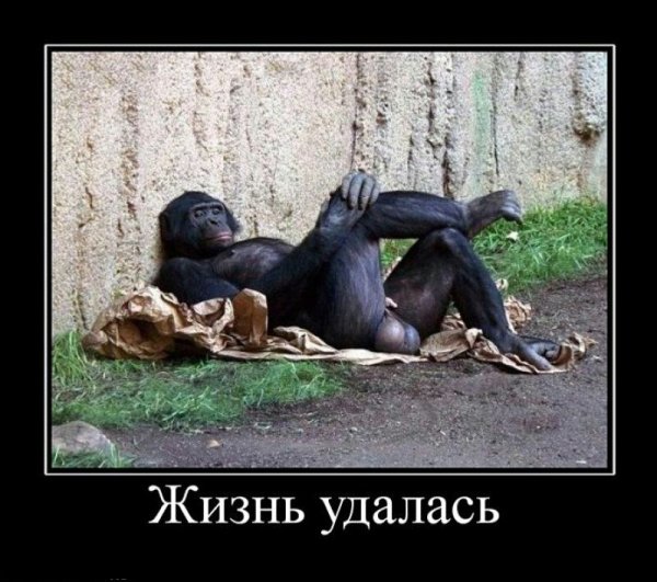 Обезьяна демотиватор