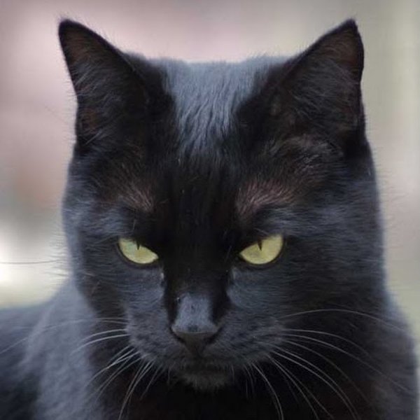 Чёрный кот недовлльный