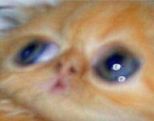 Можно не надо Мем кот