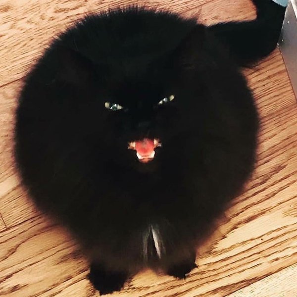 Кот пушистый чёрный