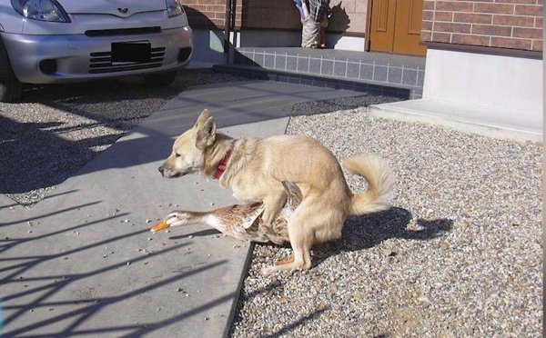 Приколы с собаками