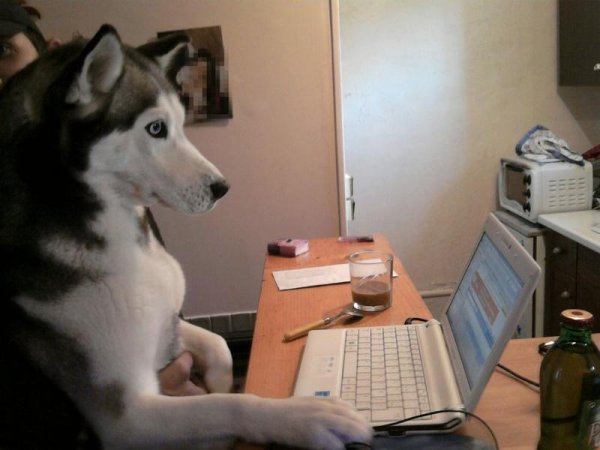 Собака PF rjvg.nthjv